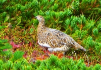 20110910_shiroumadake001