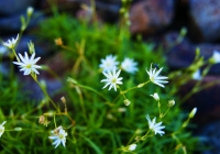20110910_shiroumadake020