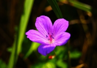 20110918_tanigawadake009