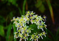 20110918_tanigawadake016