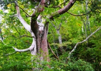 20111002_asahidake002