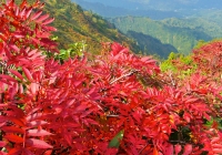 20111008_arasawadake009