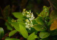 20120617_shiragamon&kasagatake06