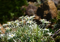 20120624_asahidake006