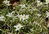 20120624_asahidake013