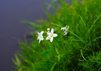 20120714_makihatayama002