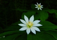 20120716_shiroumadake001