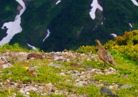 20120716_shiroumadake002
