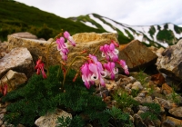20120716_shiroumadake004