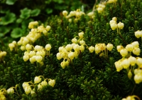 20120716_shiroumadake008