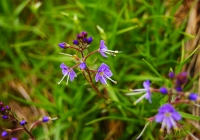 20120716_shiroumadake014