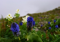 20120716_shiroumadake015