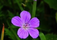 20120728_nakanodake-tanngo004