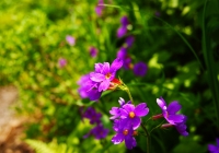 20120728_nakanodake-tanngo006