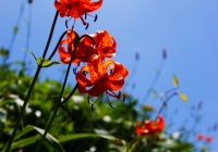 20120728_nakanodake-tanngo010