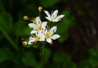 20120811_komagatake002