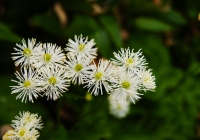 20120811_komagatake003