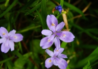 20120811_komagatake006