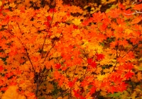 20121111_gongendoyama001