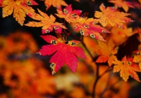 20121111_gongendoyama007