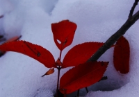 20121202_shimogongen007