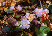 20130505_echogokomagatake010