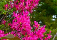 20130512_kasakurayama001