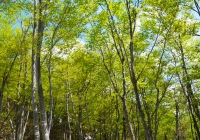 20130512_kasakurayama009