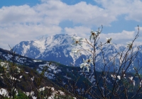 20130512_kasakurayama010