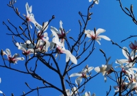 20130512_kasakurayama014