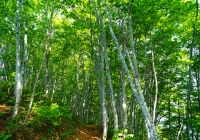 20130526_hakkaisan008