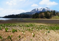 20130602_hiuchi&ozenuma009