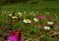 20130623_hiragatake008