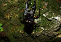 20130721_tsurugidake002