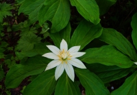 20130721_tsurugidake003