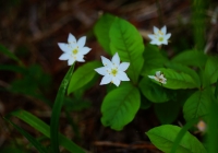 20130721_tsurugidake005