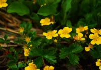 20130721_tsurugidake009