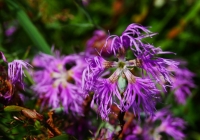 20130817_naebasan002