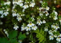 20130817_naebasan003