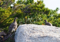 20130922_jonen-chogatake003