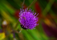 20130922_jonen-chogatake016