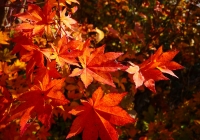 20131102_dairiki-kasakura005