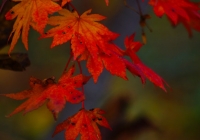 20131103_gongendo003