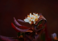 20131103_gongendo007