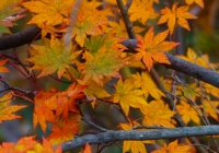 20131103_gongendo010