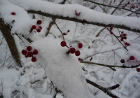 20131215_dairiki001