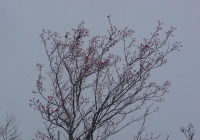 20131215_dairiki002