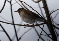 ER7_8429-Enhanced-NR1200