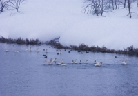 20110209_swan