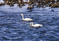 20110214_swan